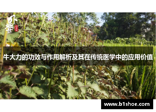 牛大力的功效与作用解析及其在传统医学中的应用价值